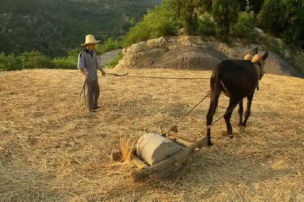 满满的儿时回忆:八九十年代农村过麦收!