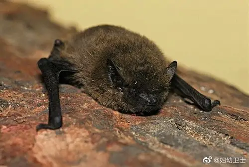 新型冠状病毒肺炎#蝙蝠简介蝙蝠,唯一会飞行的哺乳动物,体形不大却