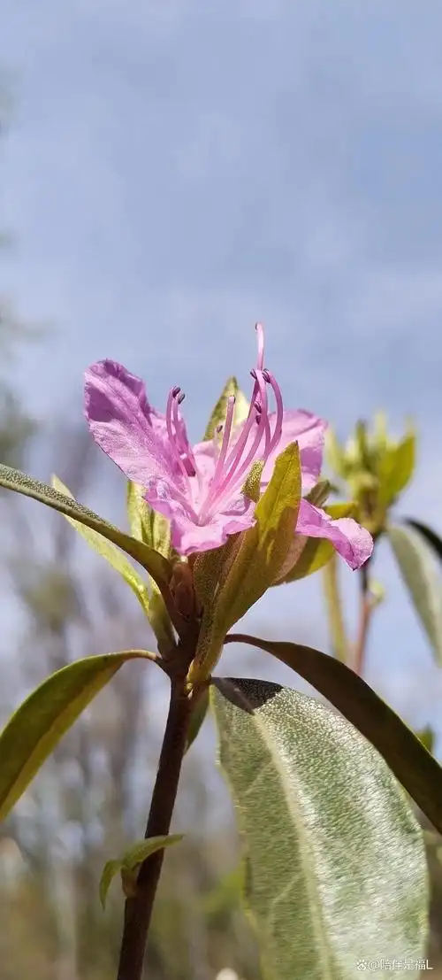 春天里的吉林市龙潭山