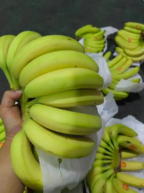 [香蕉批发]精品特价菲律宾香蕉价格0.88元/斤 - 惠农网