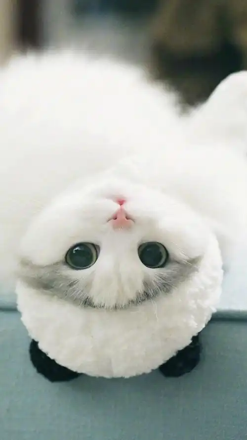 萌系可爱呆萌小猫咪写真