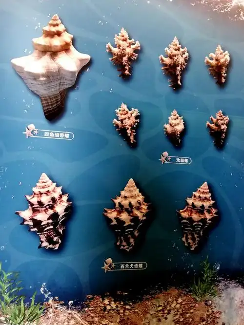 快带上孩子一起去天水博物馆看贝壳展吧!