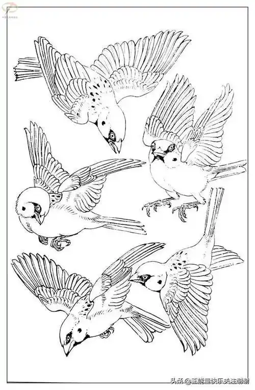 麻雀白描 - 美篇