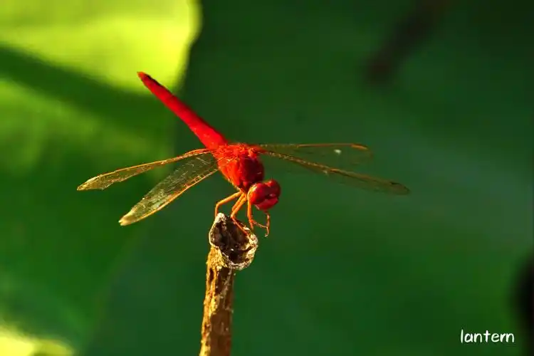 南湖荷风-蜻蜓飞舞