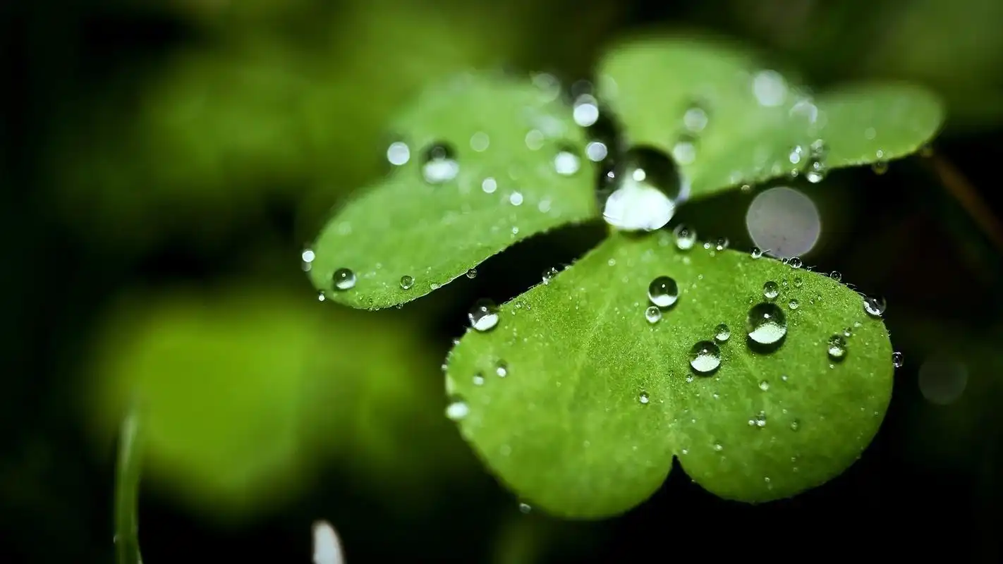 小清新绿色植物微距摄影图片高清宽屏桌面壁纸