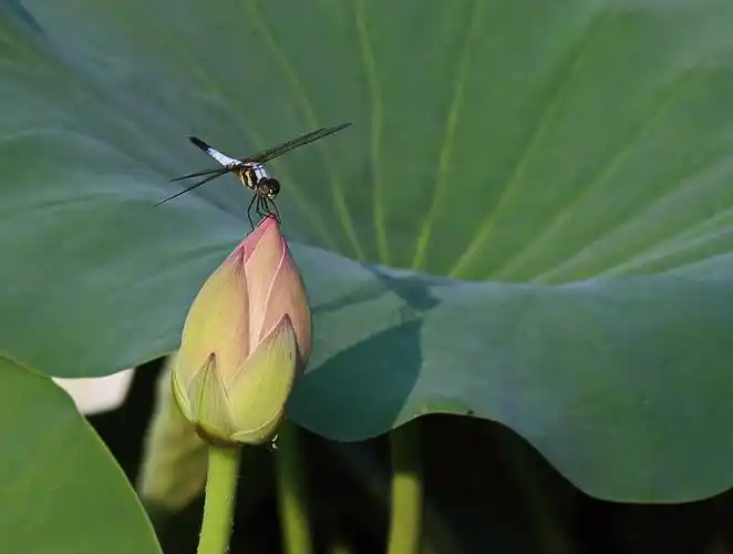 蜻蜓点水舞碧纱