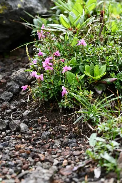 中国本土植物超话#长白山#长白山植物#2云间杜鹃rhododendron re