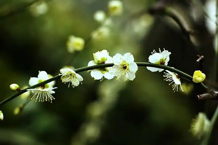 素雅芳香的金钱绿萼梅