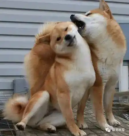 这个虐狗的日子,连阿柴都秀恩爱了!