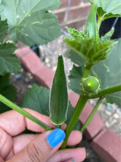 秋葵可以自己留种子吗在家如何种植秋葵