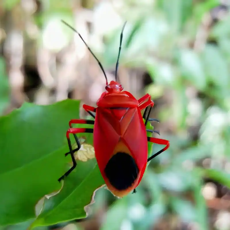 7厘米,体色朱红色.