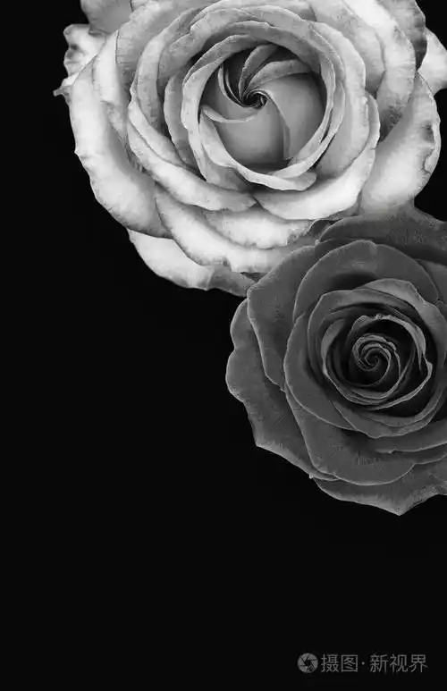 黑暗背景下的黑白玫瑰照片-正版商用图片104j1l-摄图新视界