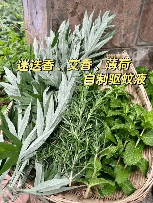 7种"驱蚊草"插水里养,3天就长根,做成驱蚊水,蚊子绕道飞