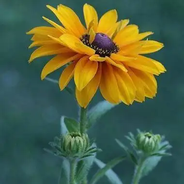 吉利又运气特别旺的头像_微信头像_头像屋