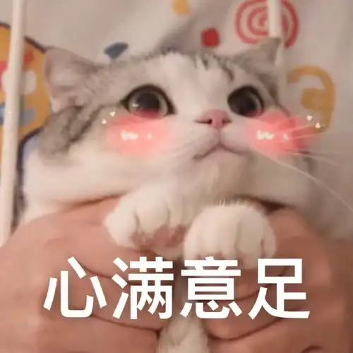 喵星人周末快乐图片头像都有哪些?