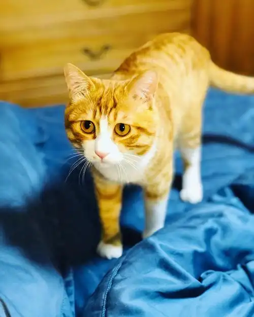 讨论大家的成年公橘猫都多少斤啊感觉家里崽太轻了tut