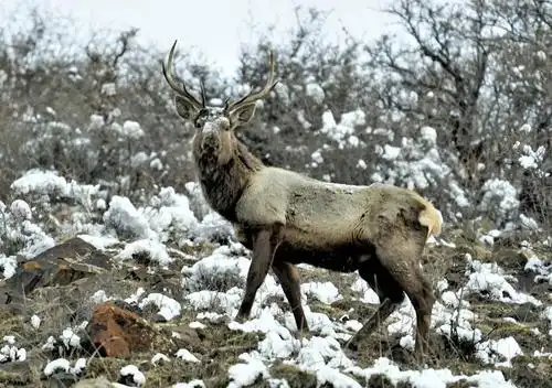 天山马鹿频现新疆天山南部高山草原