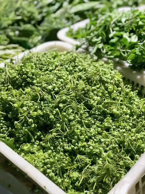 你们没有见过的云南野菜