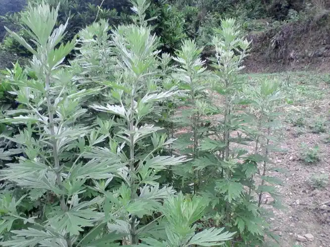 艾草图片长什么样子