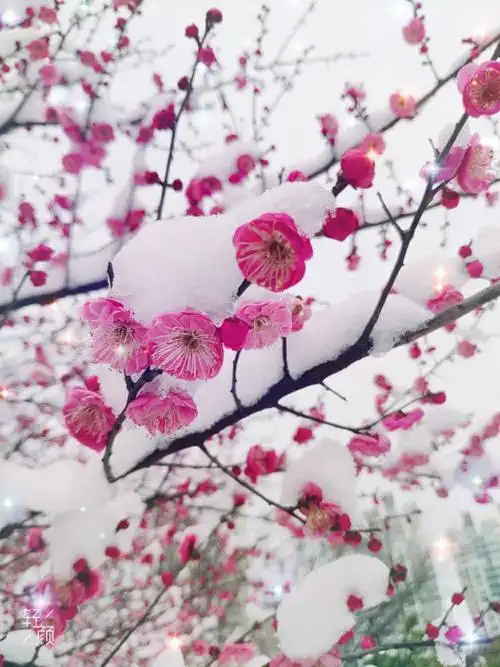 品年味·赏梅花·观雪景