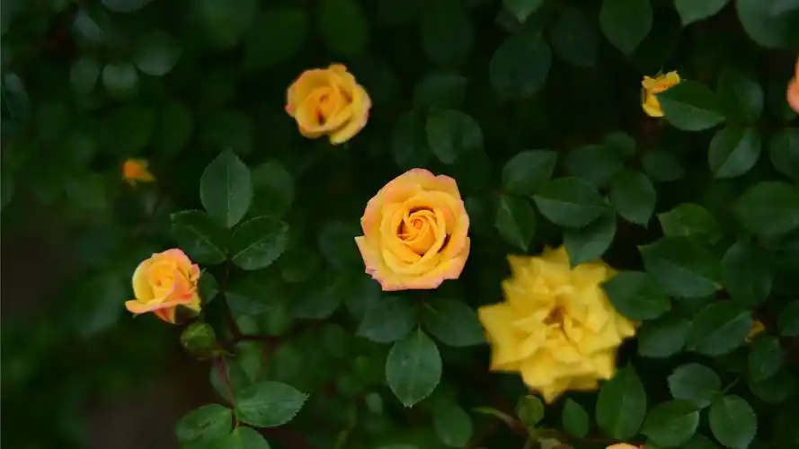 好看的花草图片(好看的花草图片大全玫瑰)