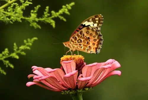 秋天蝴蝶满天飞