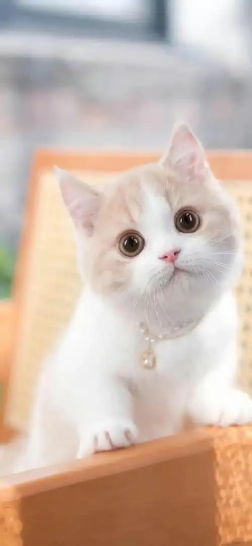 锁屏壁纸##可爱的终点是奶猫