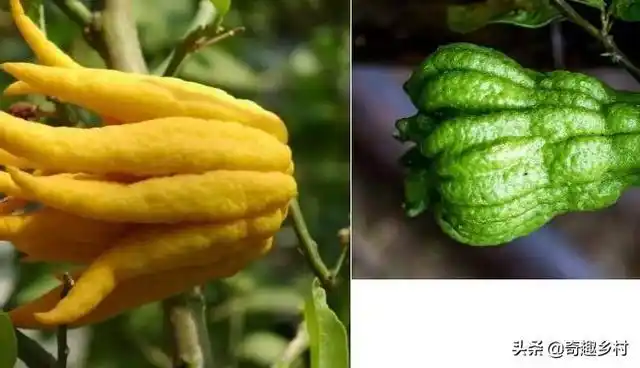 国内外41种不常见的奇葩水果你都知道哪些?吃过哪些?