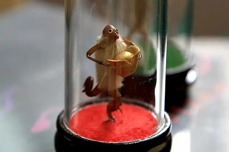 非遗在身边老北京的毛猴艺术