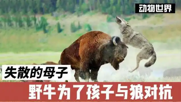 野海牛雀寻还找能走这散样的吃孩子,为了孩子与狼对抗.