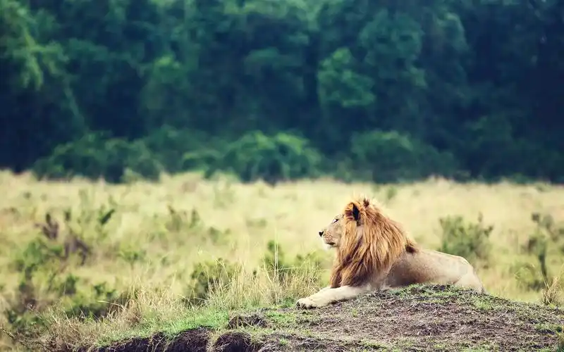 动物特写镜头,狮子,鬃毛,草 壁纸 - 1680x1050