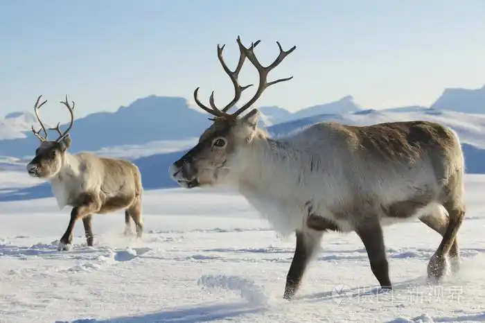 在挪威北部的特罗姆瑟地区,自然环境中的驯鹿