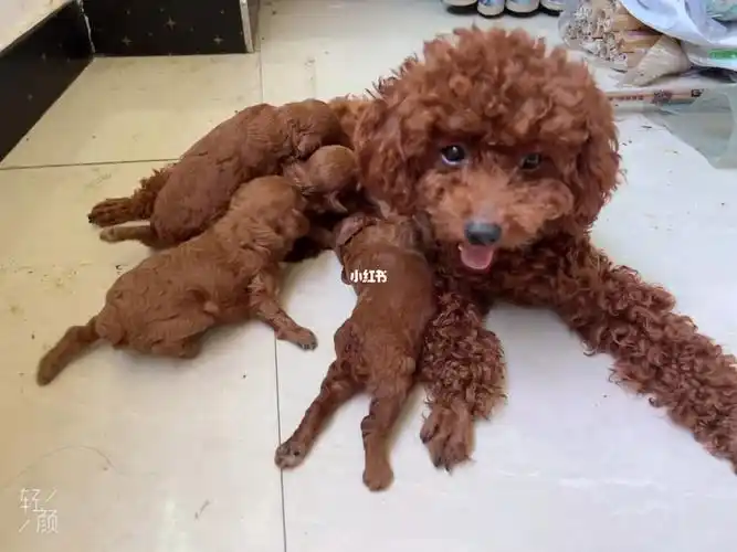 生了宝宝快断奶啦啦,纯种泰迪,在宠物店配种的香槟色泰迪,狗妈妈聪明