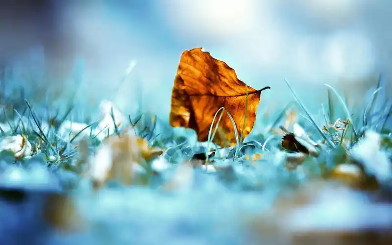 枫叶,落叶,唯美,意境,草地,枫叶壁纸图片