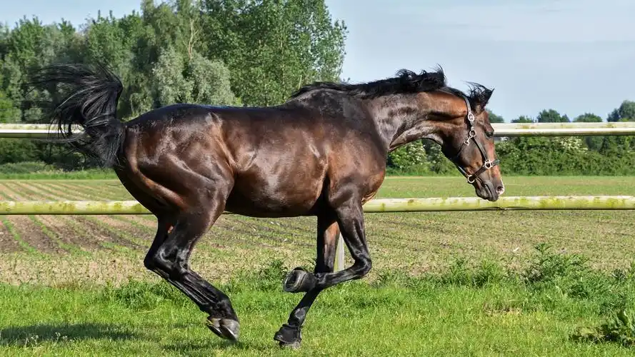 牧场马草地壁纸