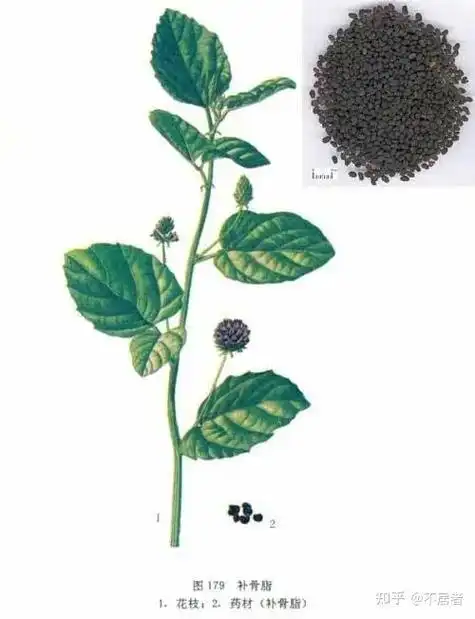 补骨脂破故纸内科各家用药经验