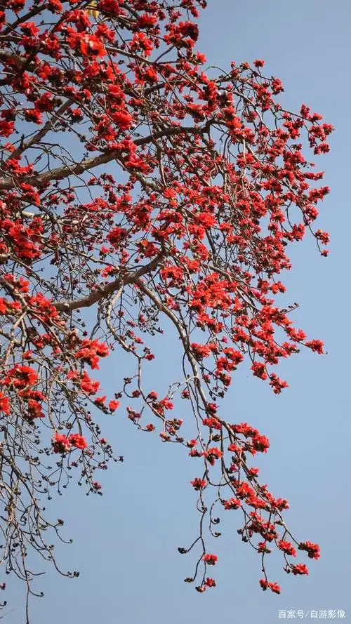 广东东莞:木棉花下的那些人,总有许多感人的事