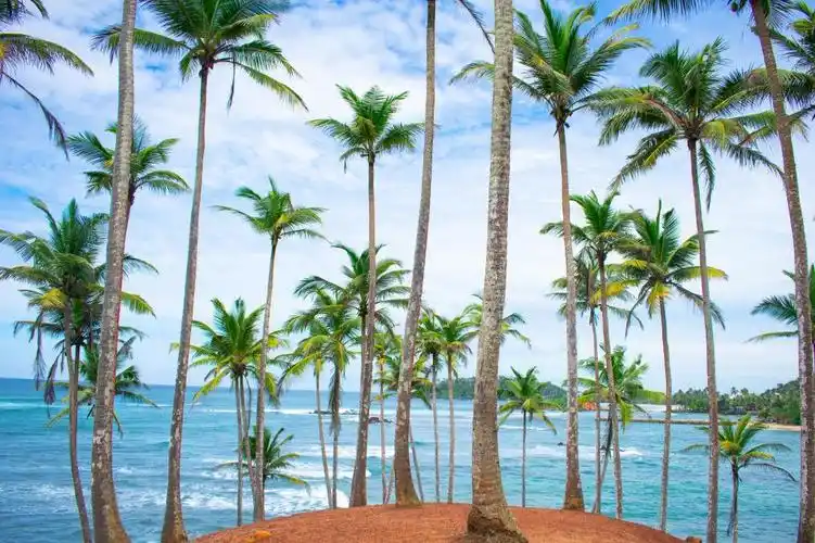 海边的椰子树风景