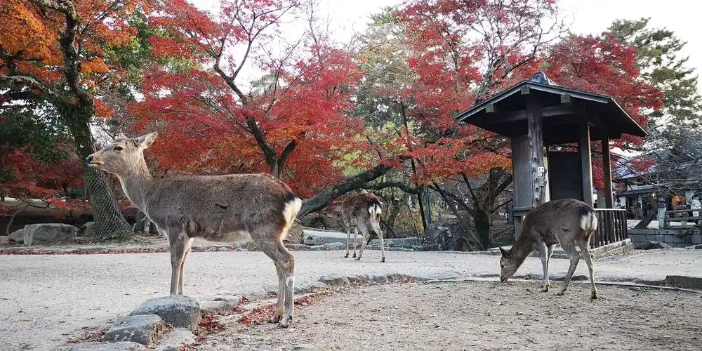 日本印象 写美篇  东大寺所在的奈良,据说大约有1200多头野生梅花鹿