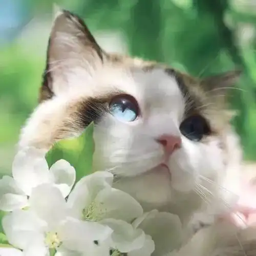 喵头像 | 春季限定,快来抢最萌头像!