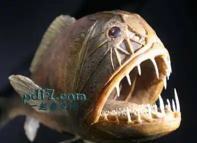 世界上最恐怖的海洋生物top5:尖牙鱼
