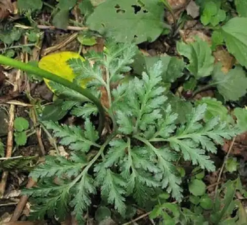 此草叫"蛇不见",是1草药,乡下常有可惜人们却不常用,很可惜