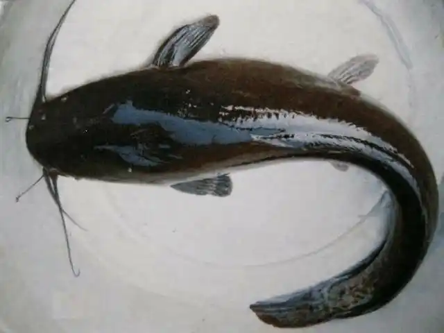 胡子鱼和鲶鱼看着差不多,一种不能吃,一种是美味!