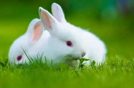 兔子兔宝宝复活节图片