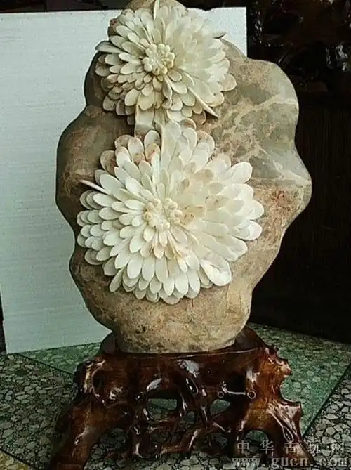 石头开花,千年一见,太美啦!