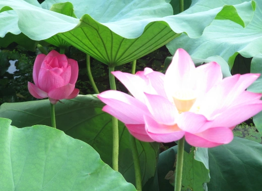 花草树木的作用大自然中的花草树木的作用