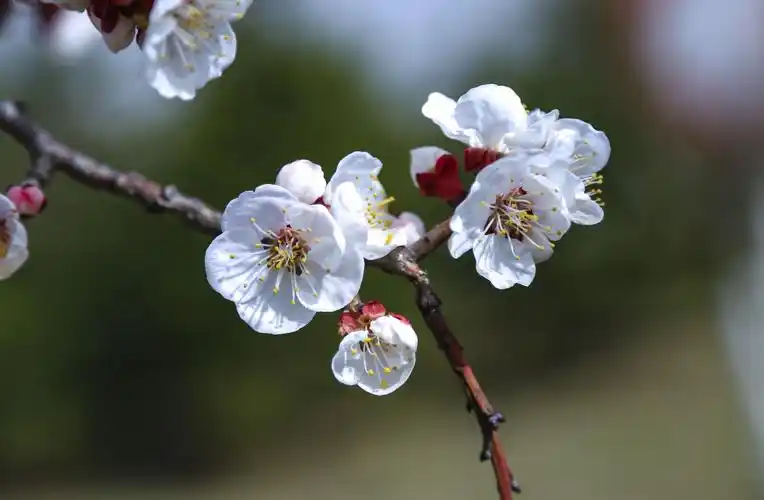 杏花盛开,占尽春风