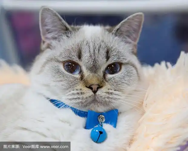 波斯蓝猫