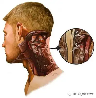 小肌肉大功能——万能的枕下肌群