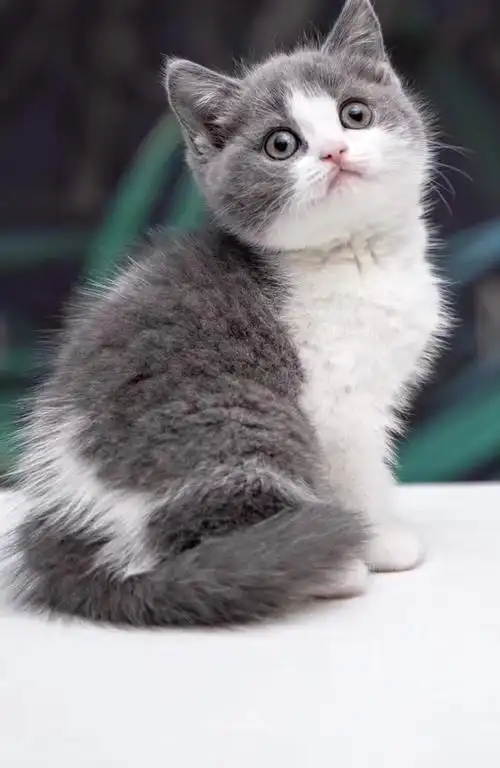 蓝猫蓝白找新家